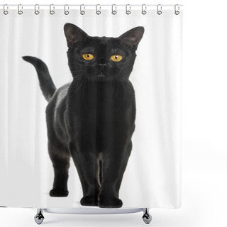 Personality  Bombay Cat Looking At The Camera, Isolated On White Shower Curtains