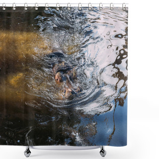 Personality  Hippopotamus Swimming In Zoo Pond, Barcelona, Spain Shower Curtains