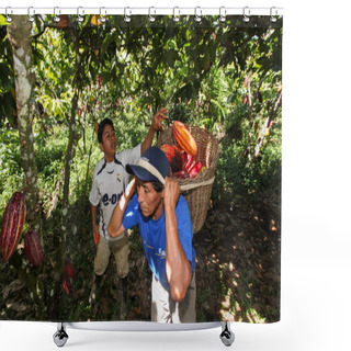 Personality  People Collecting Cocoa Pods Shower Curtains