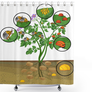 Personality  Potato Plant With Root System And Different Stages Of Development Of Colorado Potato Beetle Or Leptinotarsa Decemlineata Shower Curtains
