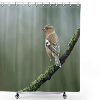 Personality  Chaffinch  Bird  On Nature Shower Curtains