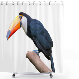 Personality  Toucan Bird In A Tree On White Isolated Background Shower Curtains