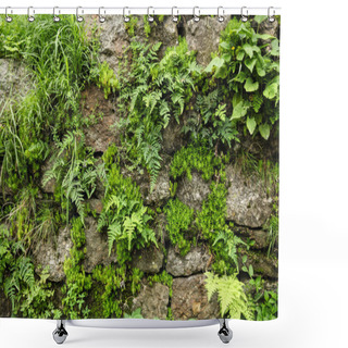 Personality  Close-up View Of Stone Wall And Green Fern With Moss Growing Through Stones In Indian Himalayas, Dharamsala, Baksu  Shower Curtains