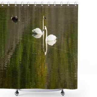 Personality  Trumpeter Swans Wild Birds Mating Pair Autumn Alaska Lake Shower Curtains