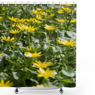 Personality  The Lesser Celandine Or Fig Buttercup (Ficaria Verna) Blooming In Spring Shower Curtains