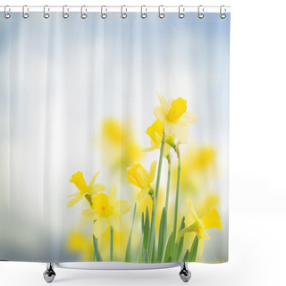 Personality  Spring Daffodils In  Garden Shower Curtains