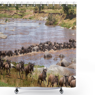 Personality  Wildebeest Migrate Between Tanzania And Kenya Annualy. Shower Curtains