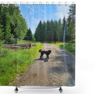 Personality  Forest Path With Trees At The Edge. Dog On A Walk. Landscape Photo From Sweden, Scandinavia Shower Curtains