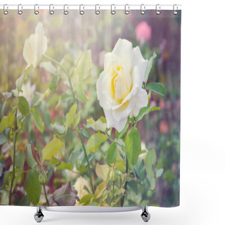 Personality  Yellow Rose Flower With Morning Light Effect In The Garden Shower Curtains