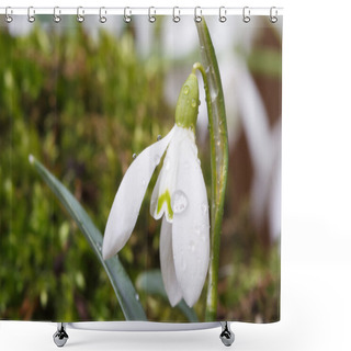 Personality  Gentle Snowdrop With Drops Of Water On A Green Grass Shower Curtains