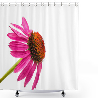 Personality  Echinacea Flower Shower Curtains