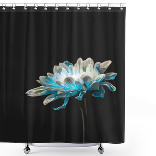 Personality  Studio Shot Of Blue And White Flower, Isolated On Black With Copy Space Shower Curtains