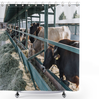 Personality  Beautiful Domestic Cows Eating Hay In Barn At Farm  Shower Curtains