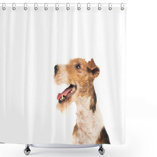 Personality  Curly Wirehaired Fox Terrier With Open Mouth Isolated On White Shower Curtains