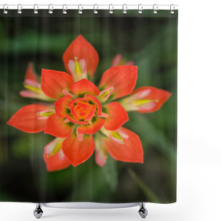 Personality  Closeup Of Indian Paintbrush Wildflower Shower Curtains