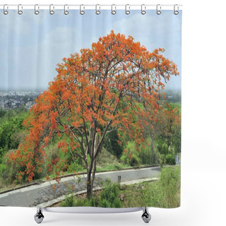 Personality  Gulmohar Tree Gujarat India Asia Shower Curtains