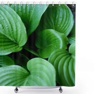 Personality  Green Hosta Leaves. Nature Background Image. Shower Curtains
