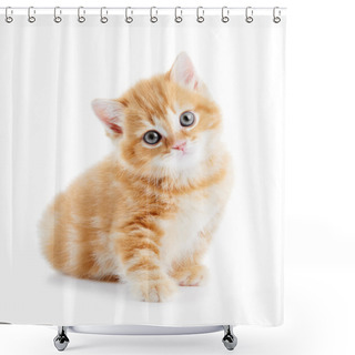 Personality  British Shorthair Kitten Cat Isolated Shower Curtains