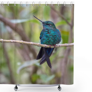 Personality  Giant Hummingbird Resting On A Branch Shower Curtains