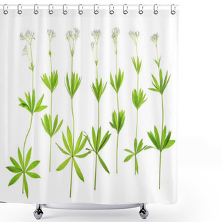 Personality  Flowering Woodruff (Galium Odoratum) Shower Curtains