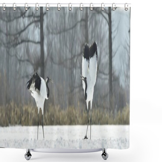 Personality  The Ritual Marriage Dance Of Cranes. The Red-crowned Cranes. Scientific Name: Grus Japonensis, Also Called The Japanese Crane Or Manchurian Crane, Is A Large East Asian Crane. Shower Curtains
