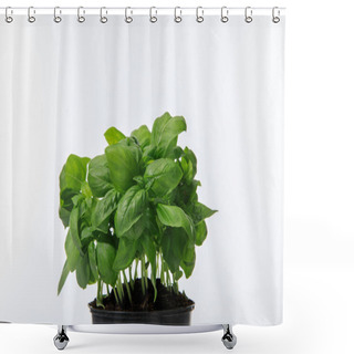 Personality  Fresh Green Basil Growing In Flowerpot Isolated On White Shower Curtains