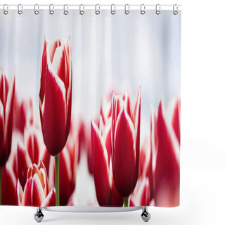Personality  Selective Focus Of Colorful Red Tulips In Field, Panoramic Shot Shower Curtains