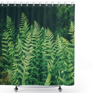 Personality  Fern Shower Curtains