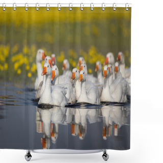 Personality  Domestic Geese Flock On The Lake Shower Curtains