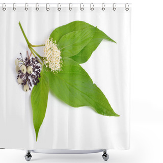 Personality  Cornus Alba Or Red-barked, White Or Siberian Dogwood. Isolated On White Shower Curtains