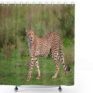 Personality  Cheetah Shower Curtains