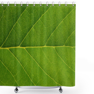 Personality  Fresh Tree Leaf Texture Shower Curtains