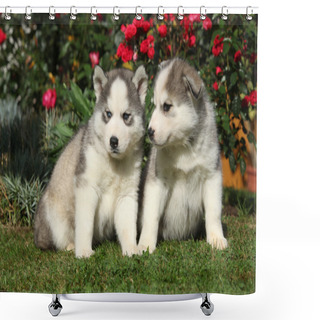 Personality  Two Gorgeous Puppies Sitting In Front Of Red Roses Shower Curtains