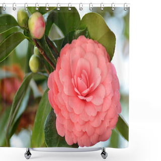 Personality  Bright Pink Japanese Camellia Flower In Bloom Shower Curtains