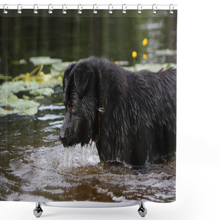 Personality  Sennenhund Crossbreed Lookin At The Dark Water Shower Curtains