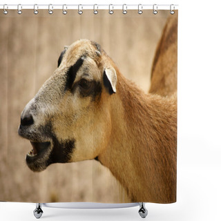Personality  Bleating Sheep Shower Curtains