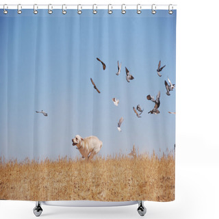 Personality  I Can Fly Too... Shower Curtains