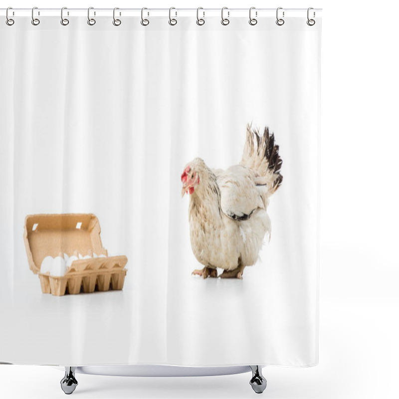 Personality  white hen and raw eggs in egg box isolated on white shower curtains