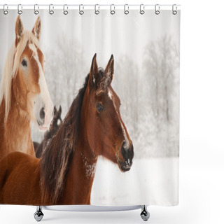 Personality  Frosty Horses Alerted To Something In The Distance Shower Curtains