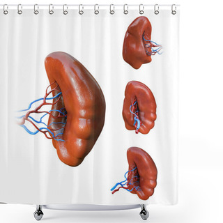 Personality  Spleen Anatomy, Human Internal Organs, Spleen Milt Anatomy Icons Set, 3D Illustration, Shower Curtains
