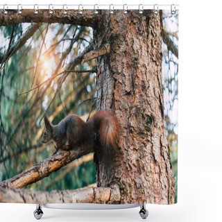 Personality  Squirrel Shower Curtains