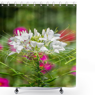 Personality  White Spider Flower. Shower Curtains