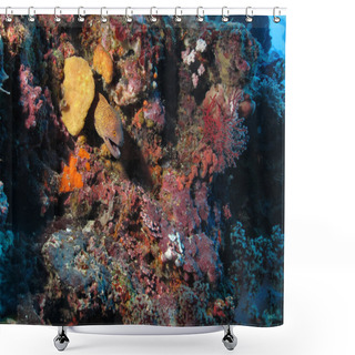 Personality  Moray Eel Shower Curtains