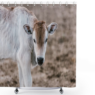 Personality  Close Up View Of Cute Little Bull Cub At Zoo Shower Curtains