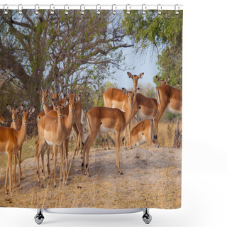 Personality  Impala Herd Shower Curtains