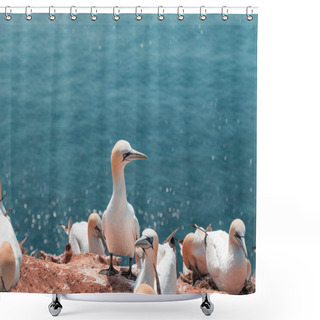 Personality  Portrait Of Gannets On The Red Cliffs Of The Island Of Heligoland. North Sea. Germany. Shower Curtains