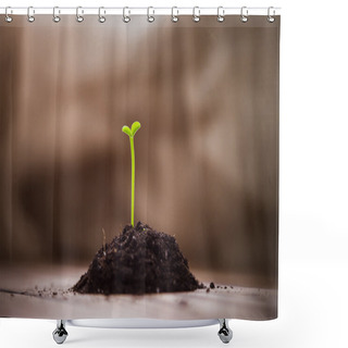 Personality  A Handful Of Earth With A Young Green Shoots Tangerine Tree On A Wooden Table. Sprouts Citrus Trees. Sprouting Seeds. Empty Space. Background. Earth Day Shower Curtains