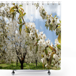 Personality  Almond Flower Trees At Spring Shower Curtains