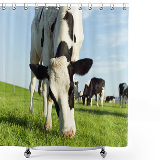 Personality  Grazing Holstein Cow Shower Curtains