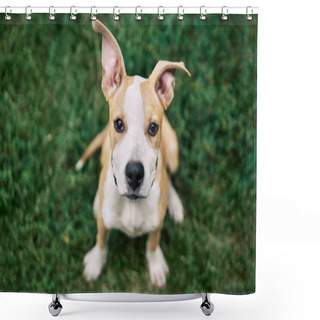 Personality  Cute Small American Staffordshire Terrier Puppy Sitting Outdoors In Green Grass        Shower Curtains